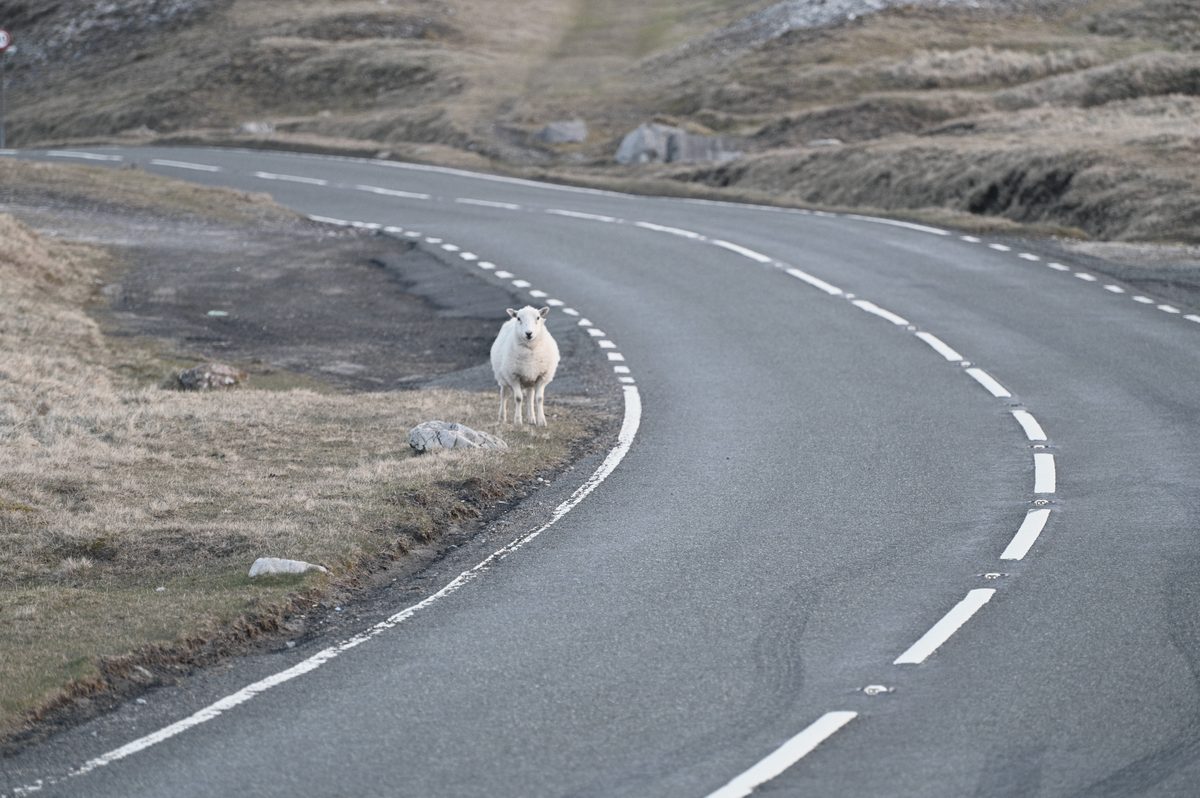 A road curving across the moor, a sheep by the verge.