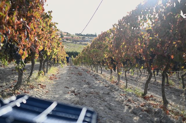 Empty crates at the end of a row of vines in autumn colour.