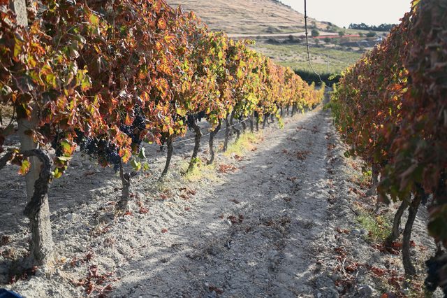 A row of vines in autumn colour, a track running up the middle.