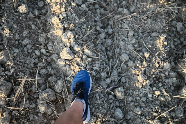 A trainer on the stony ground of the vineyard.