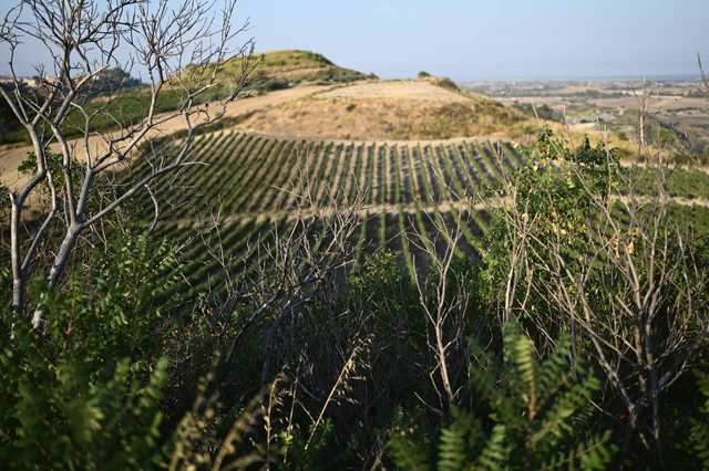 Rows of vines on a hillside, bare branches in the foreground.