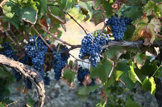 Bunches of dark grapes hanging from a curving trunk, in morning light.