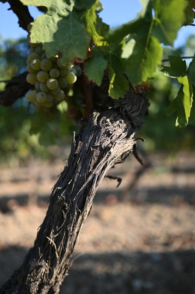 A vine trunk with a bunch of white grapes above it, first sun on the bark.