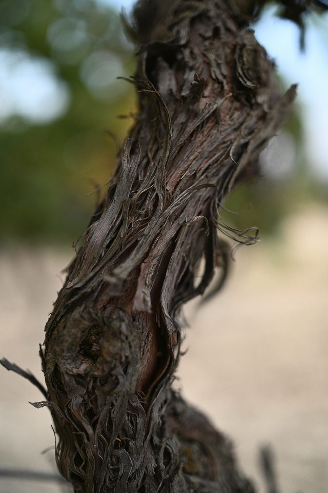 The bark of a vine trunk, close, in evening light.