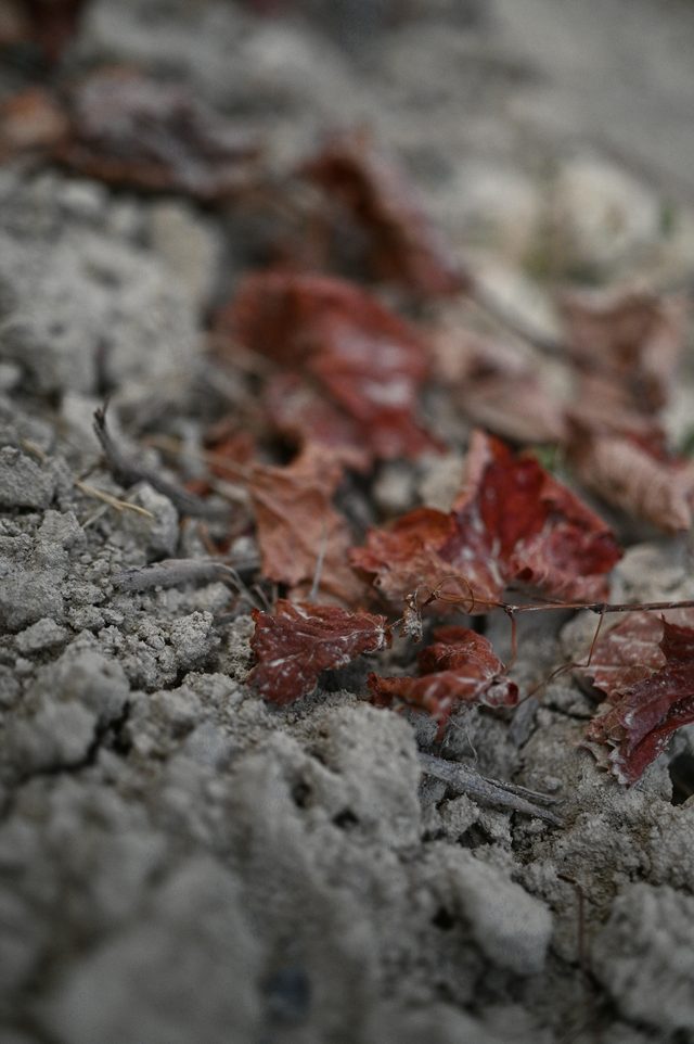 Red vine leaves fallen on pale soil.