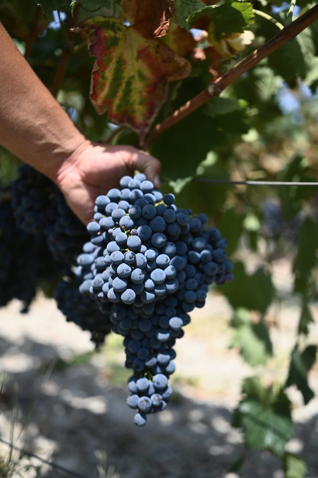A hand lifts a bunch of dark grapes from the vine.