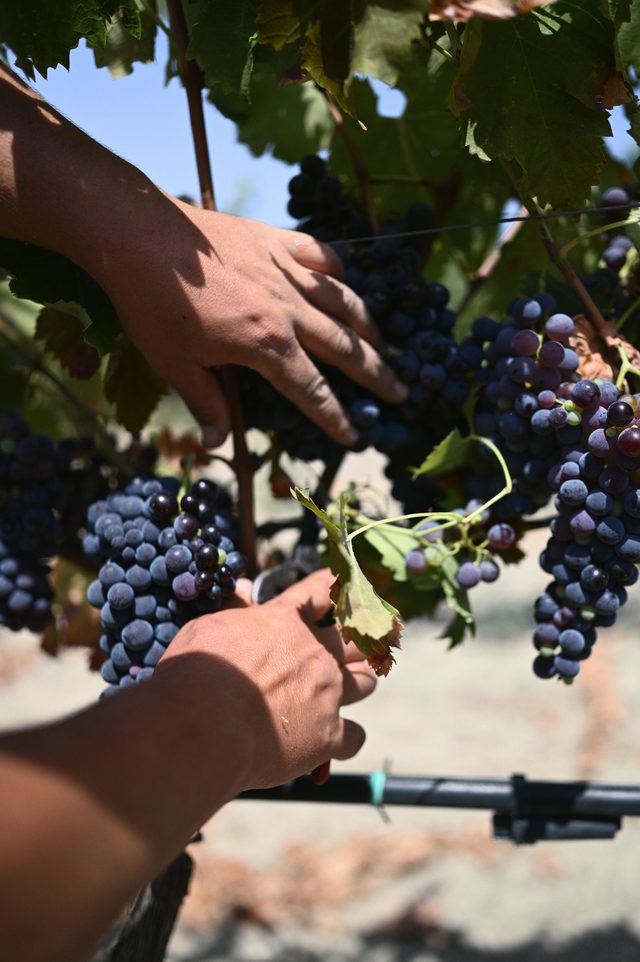 Two hands cut a bunch of dark grapes from the vine.