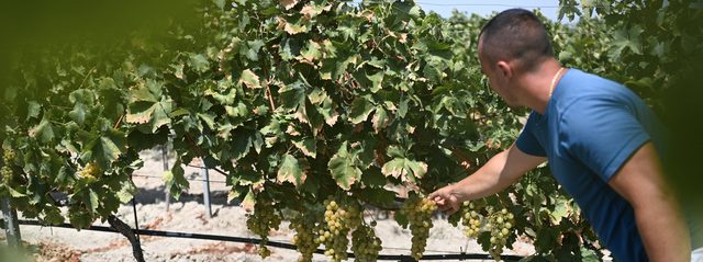 A man in a blue shirt reaches into the row for a bunch of white grapes.
