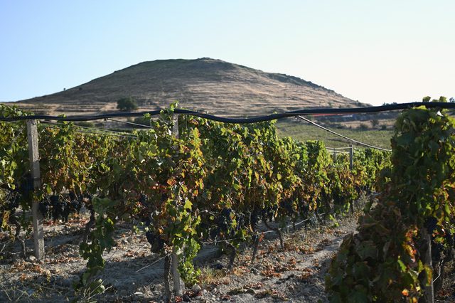 Monte Altore above the vines in the morning.