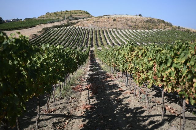 Rows of vines climbing towards the top of the hill.